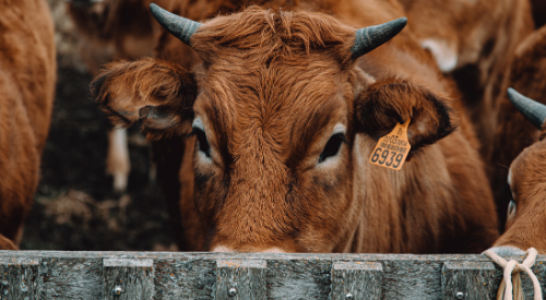 Livestock Producers - Programmatic Media Tactics